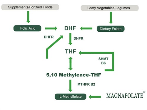 Folat, asid folik dan L Methylfolate untuk faedah Kesihatan