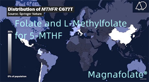 Folat dan L-Methylfolate untuk 5-MTHF