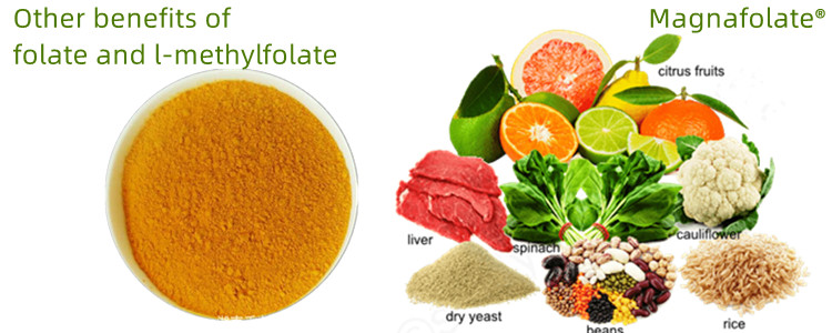Faedah lain folat dan L-Methylfolate