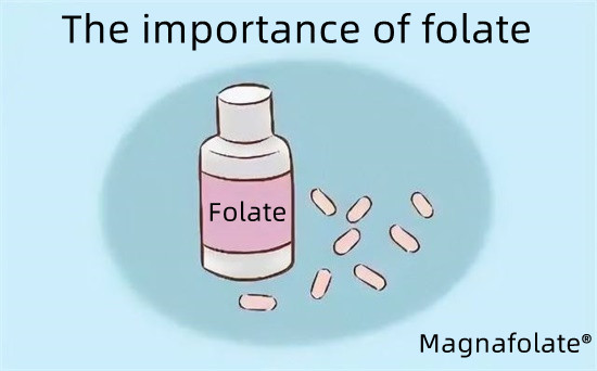 Kepentingan folat-Magnafolat