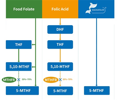 Apakah itu 5-methyltetrahydrofolate?