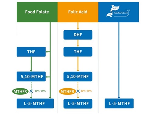 Kalsium L-5-metiltetrahidrofolat VS Asid Folik