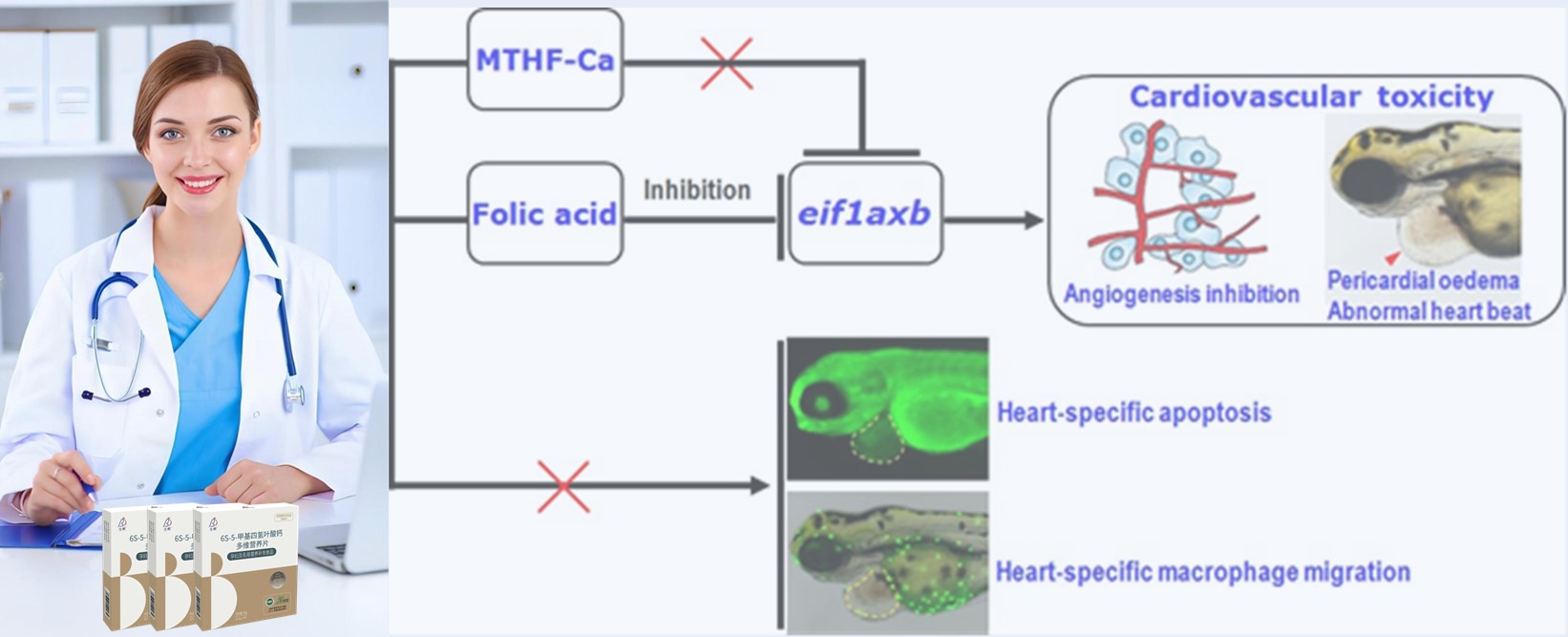 Kajian Sastera | Asid folik sintetik dos tinggi boleh menimbulkan risiko jantung kepada embrio awal; 6S-5-Methyltetrahydrofolate-Calcium membuktikan lebih selamat